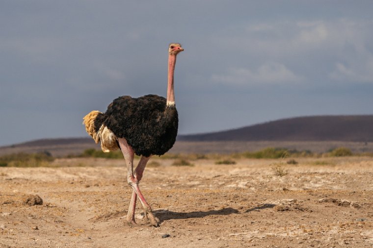 122 Amboseli Nationaal Park.jpg